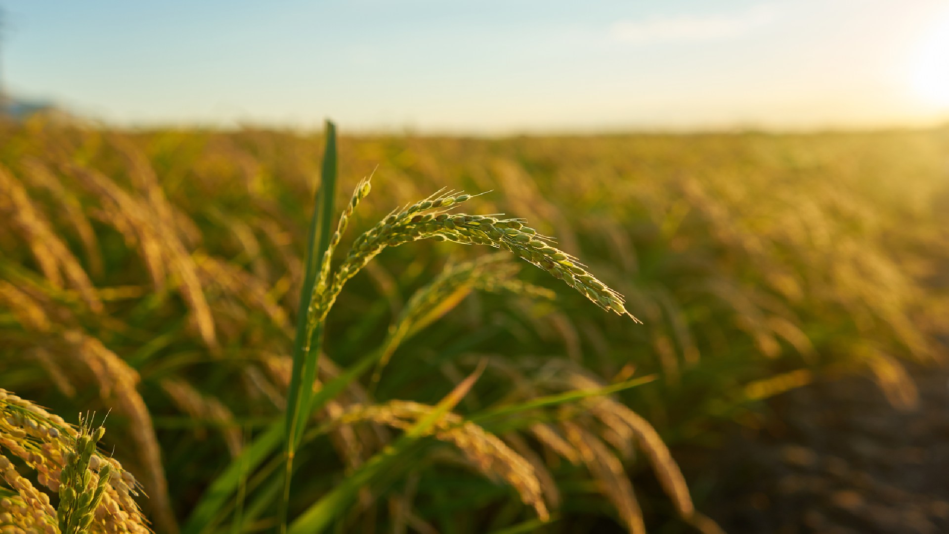 closeup-shot-rice-plant-sunset-with-plantation-background