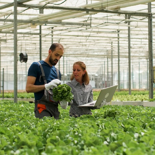 farmer-man-showing-cultivated